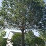 Photo of Hard Work Tree Service