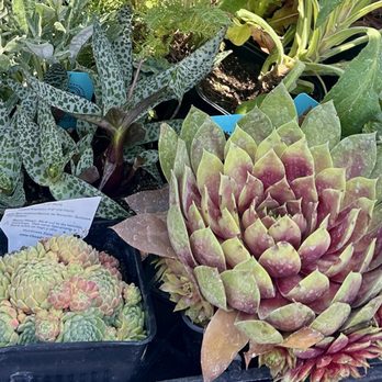 Emerisa Gardens - Cool succulents - Nurseries & Gardening Near Me - Santa Rosa, California Emerisa Gardens - Cool succulents - Nurseries & Gardening Near Me - Santa Rosa, California