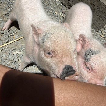 Clayton Valley Farms - Piggies - Kids Activities Near Me - Clayton, California