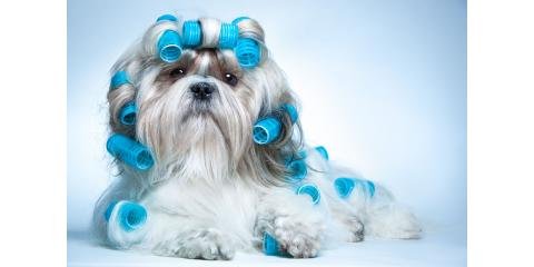 Ruffhouse Pet Grooming & Resort - pet boarding facility in Mesa, AZ