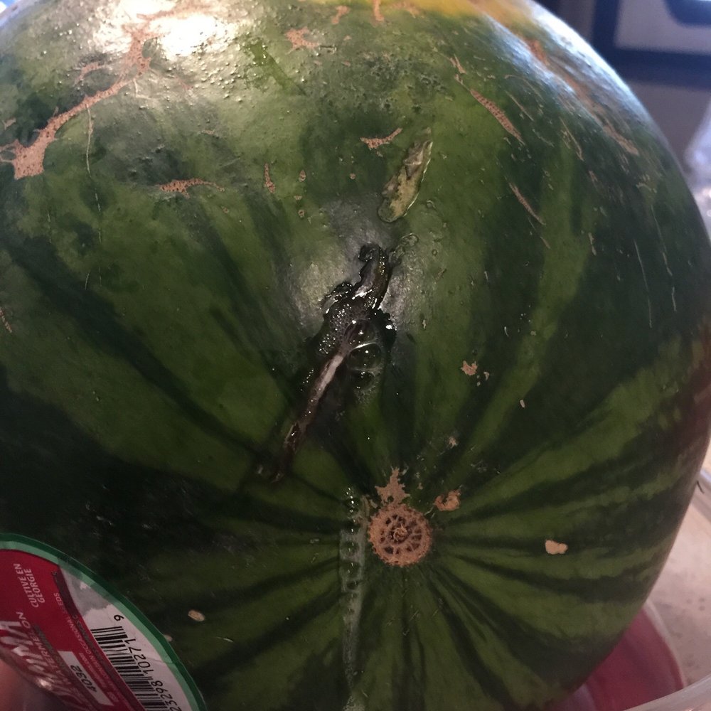 a watermelon in a container a watermelon in a container