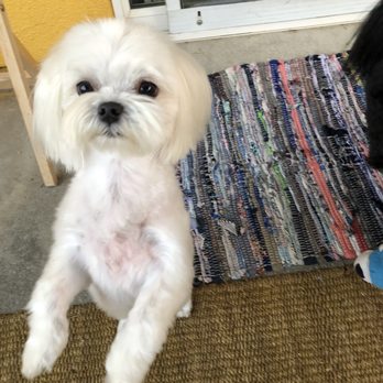 Canine Creek - Pet Groomers Near Me - Tehachapi, California Canine Creek - Pet Groomers Near Me - Tehachapi, California