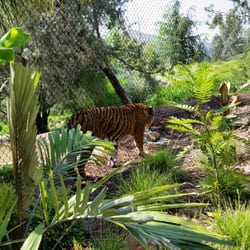 Zoological Society of San Diego - Tiger trail