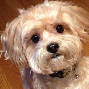 Tender Touch Professional Pet Grooming - GINGER - Pet Groomers Near Me - Moreno Valley, California Tender Touch Professional Pet Grooming - GINGER - Pet Groomers Near Me - Moreno Valley, California