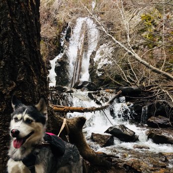 Hunter Creek Waterfall Trail - My pup at the end of Hunter Creek Waterfall Trail - Hiking Near Me Hunter Creek Waterfall Trail - My pup at the end of Hunter Creek Waterfall Trail - Hiking Near Me