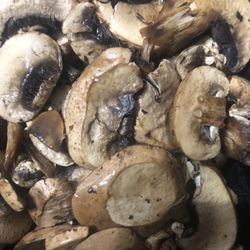 Winn-Dixie - Slimy rotting mushrooms, purchased today