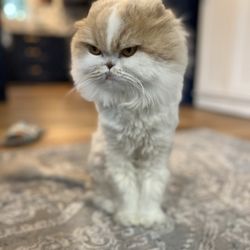 Ringo Pet Grooming Home Service