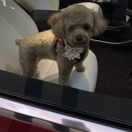 A toy poodle