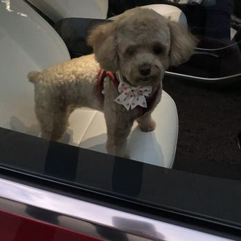 D's Pet Spa - A toy poodle - Pet Groomers Near Me