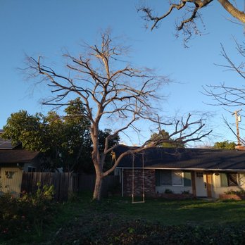 HoneyBee Tree Care - Chinese Elm finished product - Tree Services Near Me - Santa Barbara, California HoneyBee Tree Care - Chinese Elm finished product - Tree Services Near Me - Santa Barbara, California