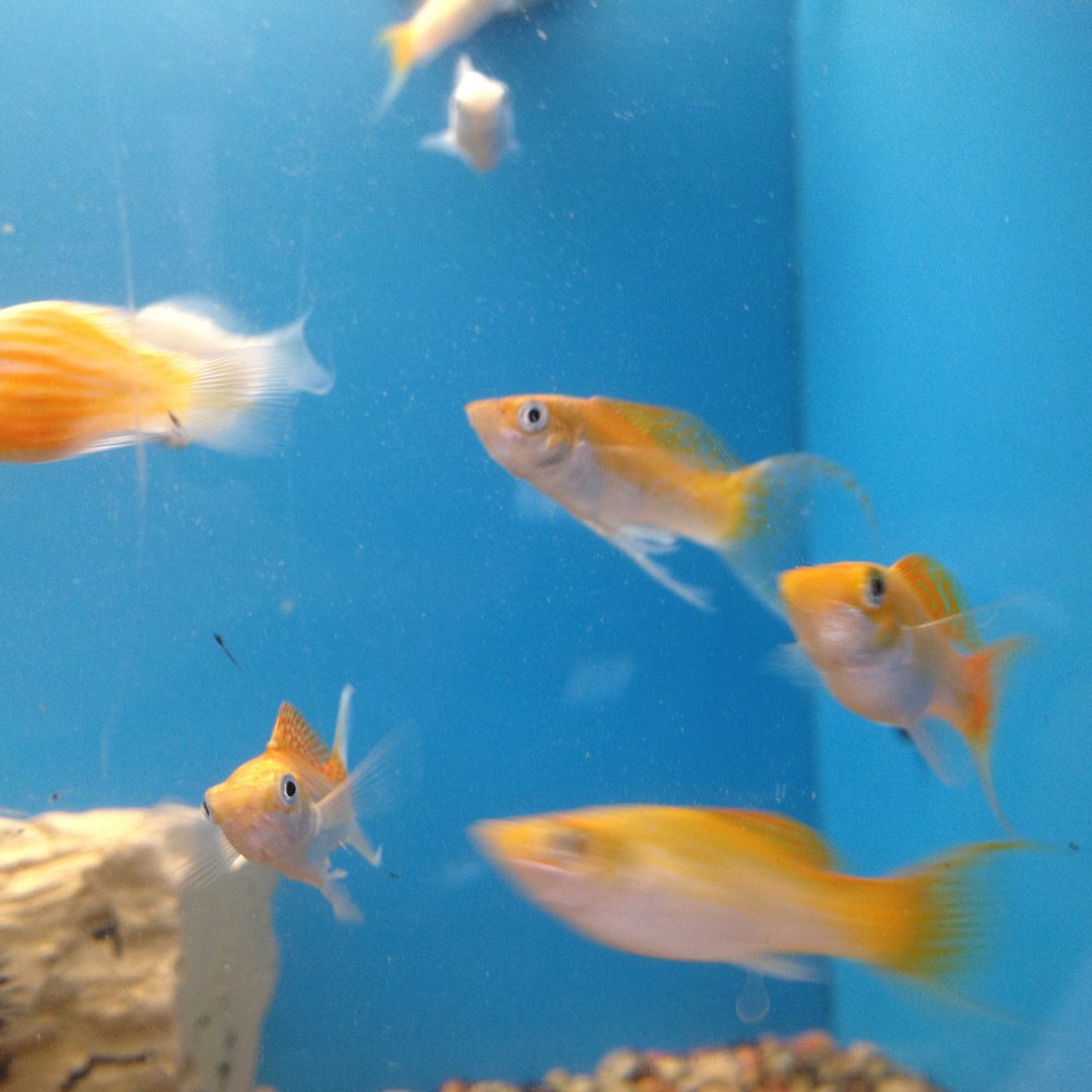 PetSmart - Tropical Fish - Pet Stores Near Me - Simi Valley, California PetSmart - Tropical Fish - Pet Stores Near Me - Simi Valley, California