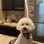 Photo of Tidy Tails Dog Grooming & Boarding