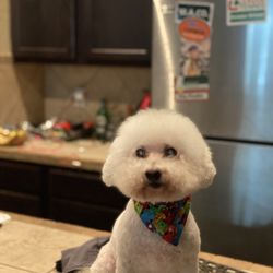 Tidy Tails Dog Grooming & Boarding