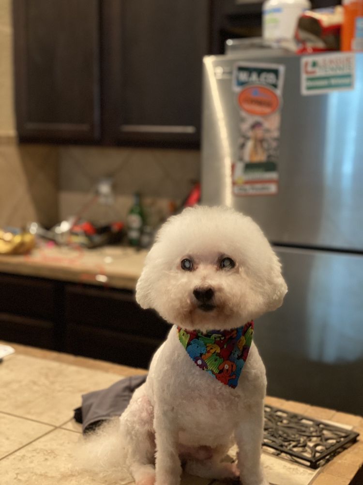 TIDY TAILS DOG GROOMING & BOARDING Updated September 2024 22 Reviews 2712 Robinson Dr