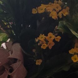 The Candy Jar - Dish garden
