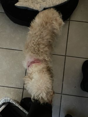 Evergreen Court Apartment