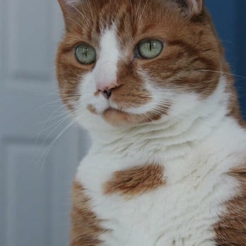 Trupanion - Tizzee was diagnosed with Feline Asthma and a Sinus Infection - Trupanion reimbursed 357$ of the 540$ cost. - Pet Insurance Near Me - Seattle, Washington Trupanion - Tizzee was diagnosed with Feline Asthma and a Sinus Infection - Trupanion reimbursed 357$ of the 540$ cost. - Pet Insurance Near Me - Seattle, Washington