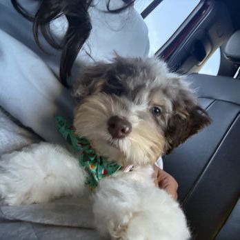 Allie & Paws - New year New Truffle - Pet Groomers Near Me - Downey, California