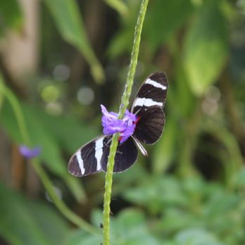 Butterfly Pavilion - Butterfly and nectar - Museums Near Me - Westminster, Colorado