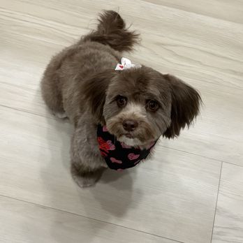 4 Paws Grooming - After !! And looks gorgeous !! - Pet Groomers Near Me - Lancaster, California 4 Paws Grooming - After !! And looks gorgeous !! - Pet Groomers Near Me - Lancaster, California