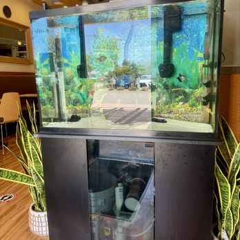 S Thai Food - Fish tank! Love the neon tetras - Thai Near Me - Temecula, California S Thai Food - Fish tank! Love the neon tetras - Thai Near Me - Temecula, California
