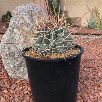 Bach's Cactus Nursery - Toothpick thorns - Nurseries & Gardening Near Me - Tucson, Arizona