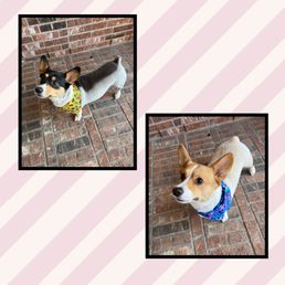 Both corgis look amazing after this groom!