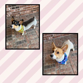 Blessed Paws Luxury Pet Resort - Both corgis look amazing after this groom! - Pet Groomers Near Me - Spring, Texas
