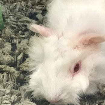 Petco - Poor sick guinea pig - Pet Stores Near Me - Saugus, California Petco - Poor sick guinea pig - Pet Stores Near Me - Saugus, California