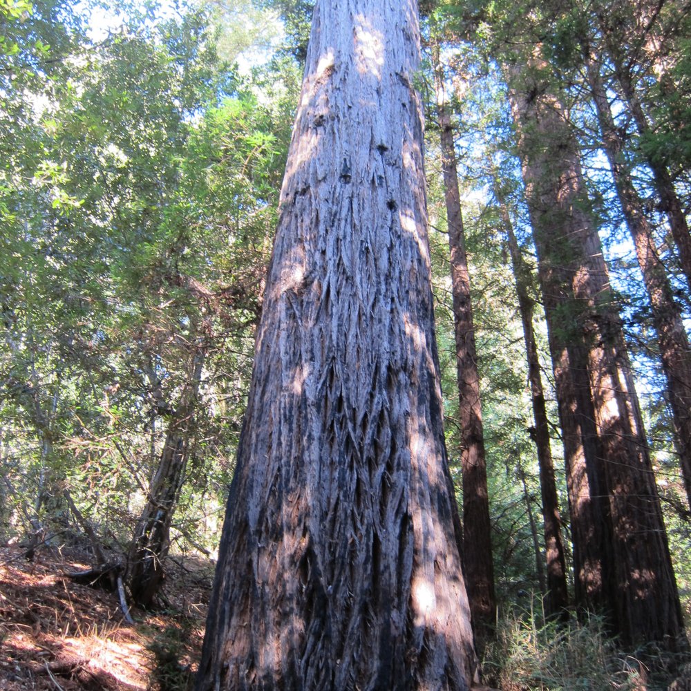 Byrne-Milliron Forest - Hiking Near Me - Corralitos, California Byrne-Milliron Forest - Hiking Near Me - Corralitos, California
