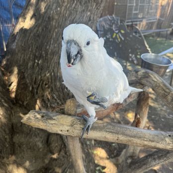 Free Flight - Animal Shelters Near Me - Del Mar, California