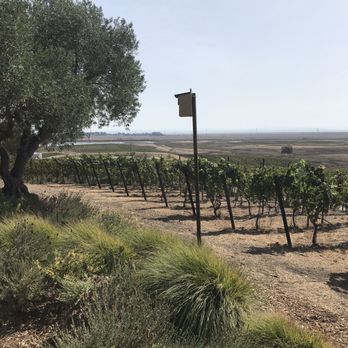 Ram's Gate Winery - The best part of the wine tasting experience was the scenic view of the place. - Wineries Near Me - Sonoma, California Ram's Gate Winery - The best part of the wine tasting experience was the scenic view of the place. - Wineries Near Me - Sonoma, California