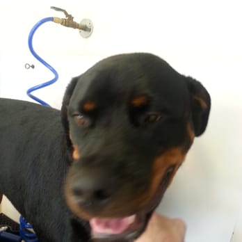 Two Brothers Dog Wash - A clean Titan is a happy Titan - Pet Groomers Near Me - Virginia Beach, Virginia Two Brothers Dog Wash - A clean Titan is a happy Titan - Pet Groomers Near Me - Virginia Beach, Virginia
