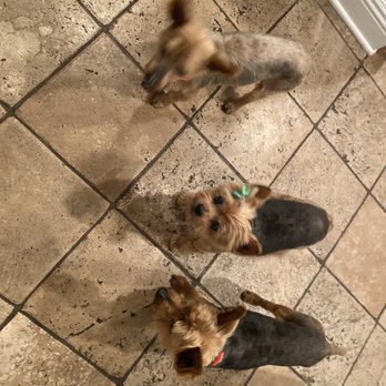 PetSmart - Pet Stores Near Me - Ventura, California PetSmart - Pet Stores Near Me - Ventura, California
