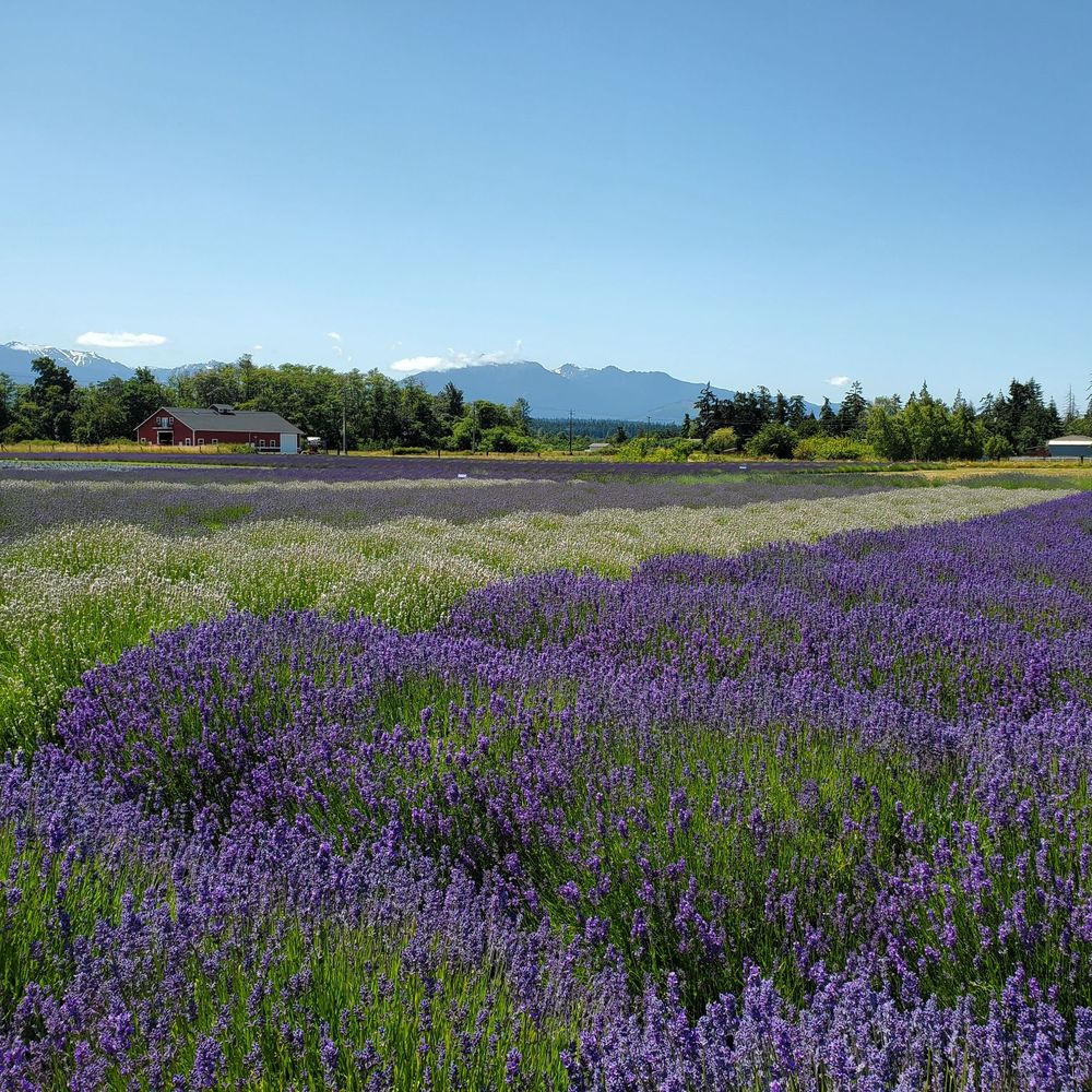 B & B Family Farm - Lavender as far as the eye can see - Walking Tours Near Me - Sequim, Washington B & B Family Farm - Lavender as far as the eye can see - Walking Tours Near Me - Sequim, Washington