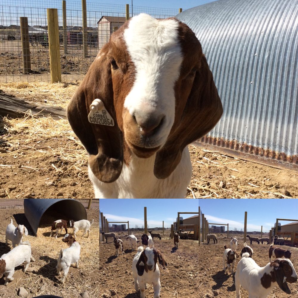 The Urban Farm - social services organization in Denver, CO