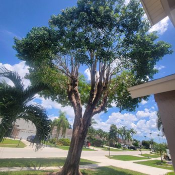 ECO Tree Experts - Canopy trimmed and branches well taken care if - Tree Services Near Me - West Palm Beach, Florida ECO Tree Experts - Canopy trimmed and branches well taken care if - Tree Services Near Me - West Palm Beach, Florida