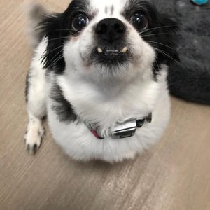 WILMINGTON ANIMAL HEALTHCARE VETERINARY HOSPITAL - Updated December ...