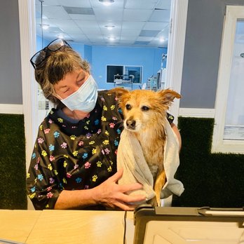 K-9 Klipping - Immediately after the bath, prior to the grooming, with Jackie. - Pet Stores Near Me - Pasadena, California