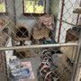 Photo of Country Kitty Kondo