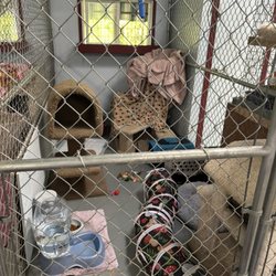Country Kitty Kondo - Kitty condo with three supplied cat trees, window, animal print blanket.