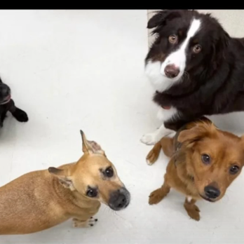 Wags 'n' Wings Hawaii - Friends - Pet Boarding Near Me - Aiea, Hawaii Wags 'n' Wings Hawaii - Friends - Pet Boarding Near Me - Aiea, Hawaii