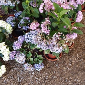 Flower Barn Nursery - I see a LOT of flowers drooping from no water! Not good. - Nurseries & Gardening Near Me - Roseville, Michigan Flower Barn Nursery - I see a LOT of flowers drooping from no water! Not good. - Nurseries & Gardening Near Me - Roseville, Michigan