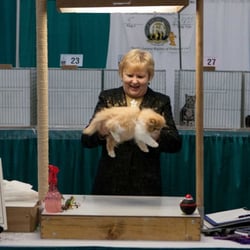 Houston Cat Show