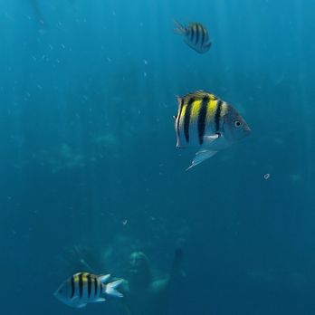 Silent World Dive Center - Sergeant Major swimming near The Christ of the Abyss - Scuba Diving Near Me - Key Largo, Florida