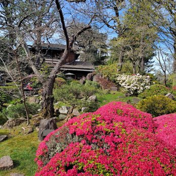 Japanese Tea Garden - Azaleas in bloom - Tea Rooms Near Me - San Francisco, California
