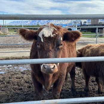 The Sunburst - More petting zoo cows! - Bike tours Near Me - Santa Paula, California The Sunburst - More petting zoo cows! - Bike tours Near Me - Santa Paula, California