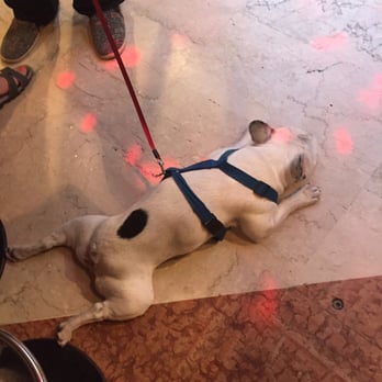Bacaro Jazz - sleepy dogs aloud? - Jazz & Blues Near Me - Venice, VE Bacaro Jazz - sleepy dogs aloud? - Jazz & Blues Near Me - Venice, VE