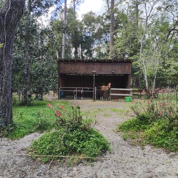 Red Bird Cottage and Farm - 2 of the equine friends - Animal Assisted Therapy Near Me