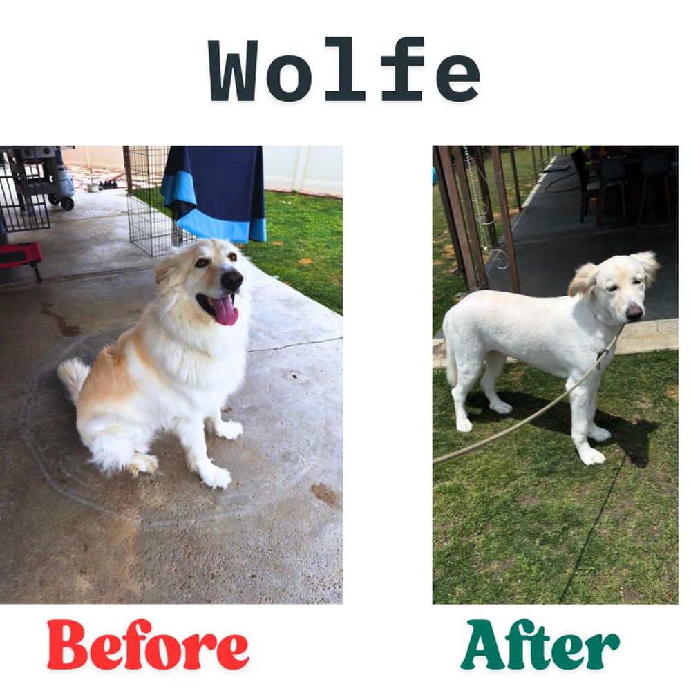My Pookie's Spaw - Pet Groomers Near Me - Orange, California My Pookie's Spaw - Pet Groomers Near Me - Orange, California